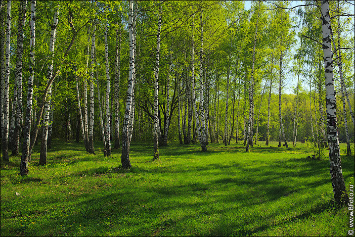 берёзовая роща фото