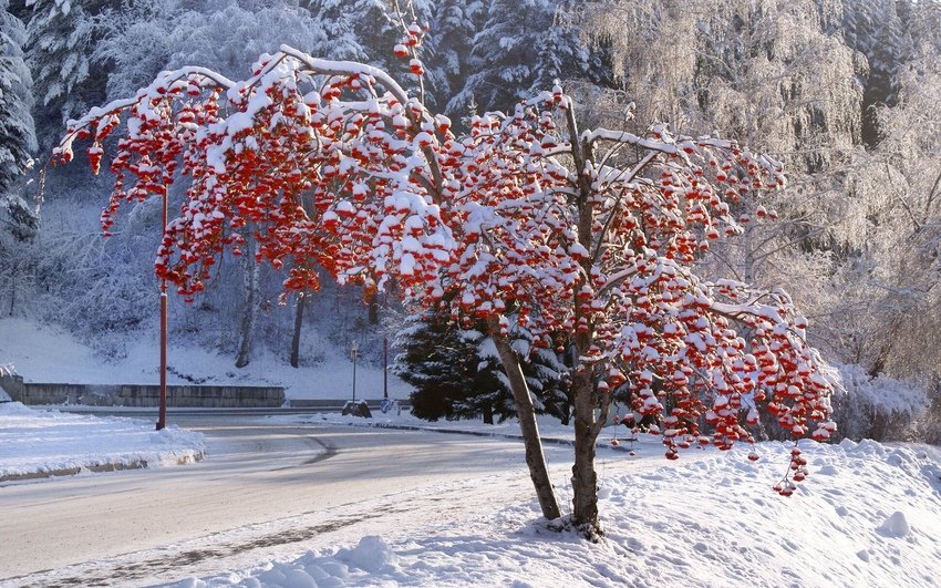 калина зимой фото