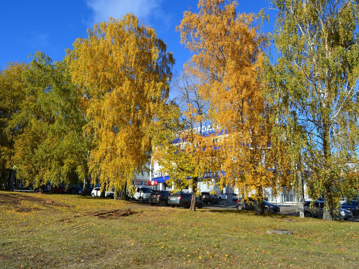 береза осенью фото