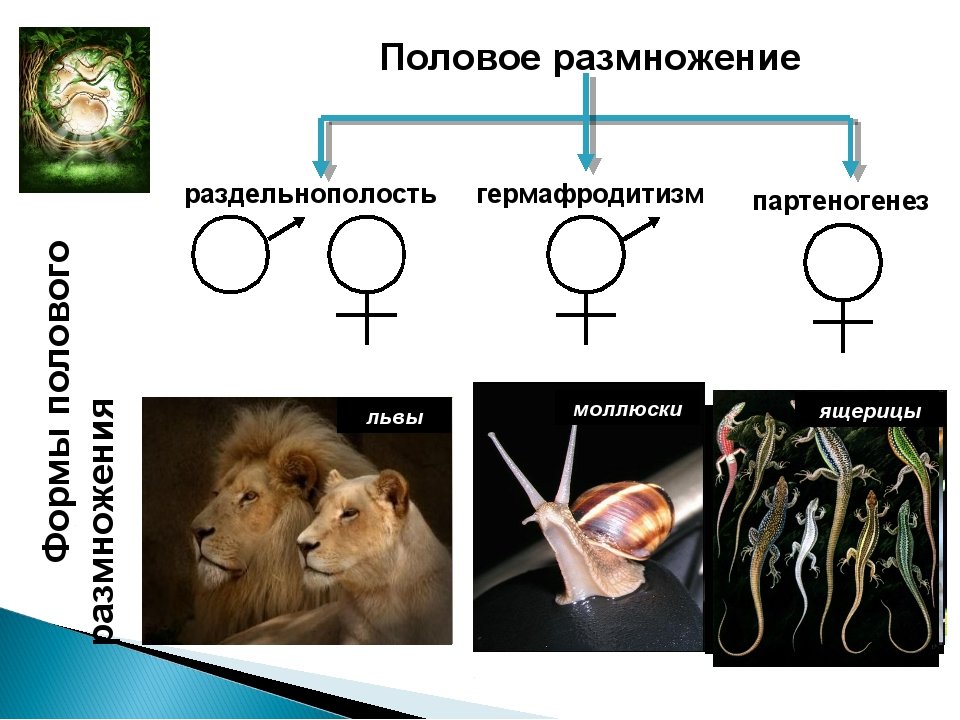 Биология 8 класс размножение человека презентация 8 класс