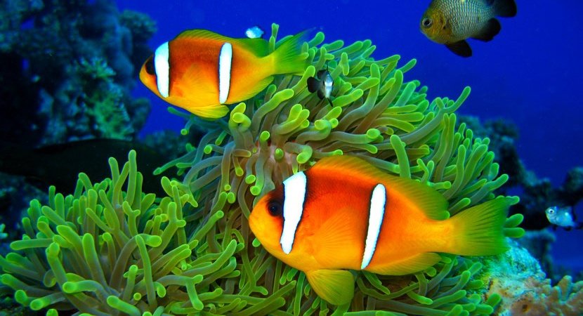 египет красное море флора фото