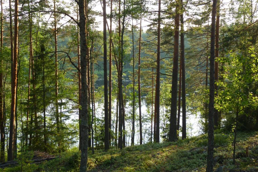светлохвойная тайга фото