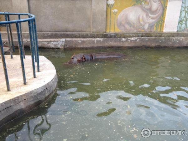 бегемот в воде фото