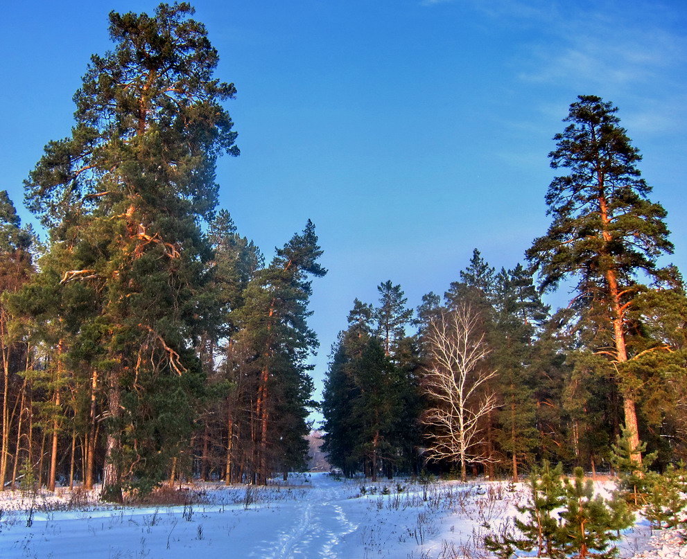 бузулукский бор национальный парк фото