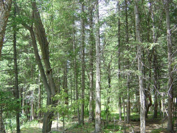 леса тайги фото
