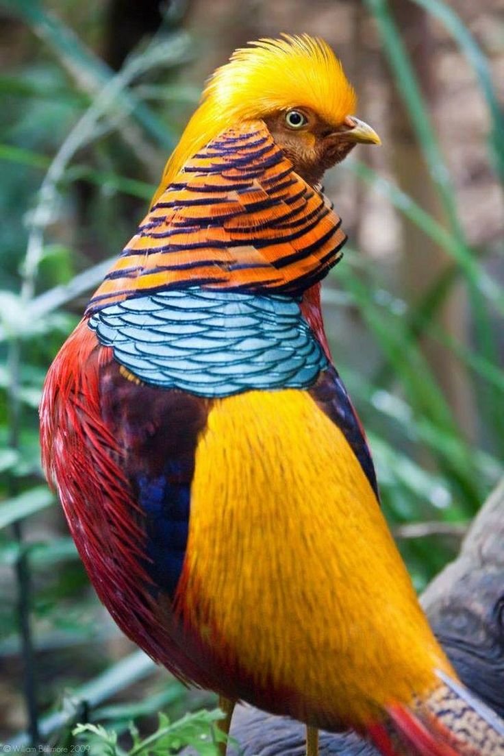 Pheasant ПТИЦЫ Pinterest Pheasant, Bird and Animal