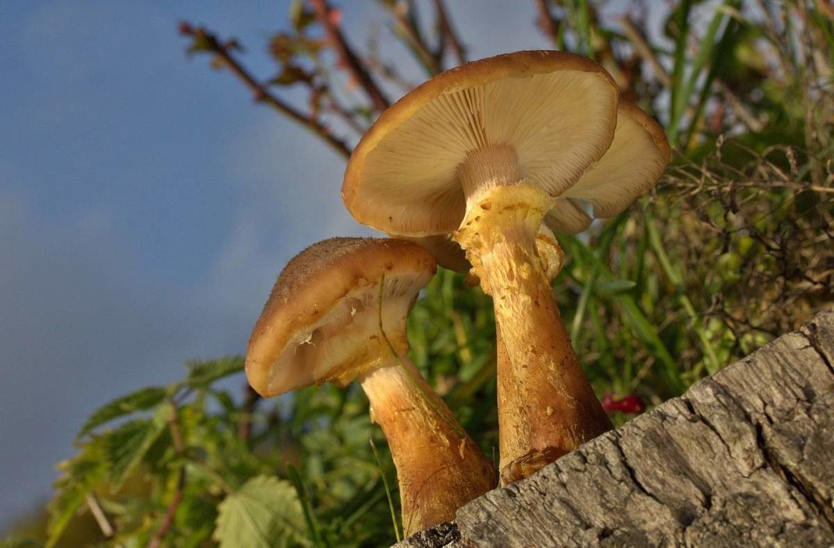 паутинник триумфальный гриб фото