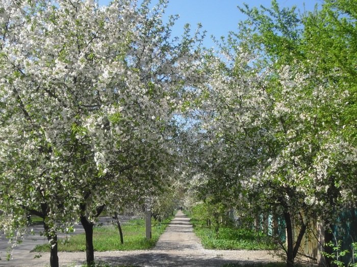 яблоневый сад фото