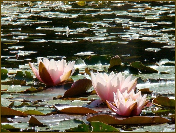 кувшинка белая водяная лилия фото