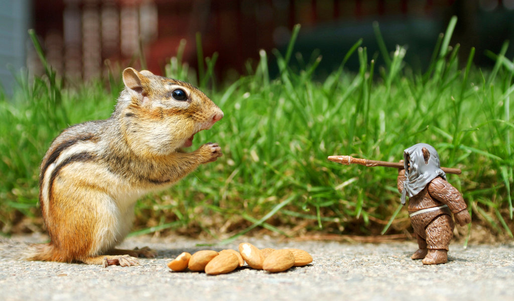 ������� ���� ��������