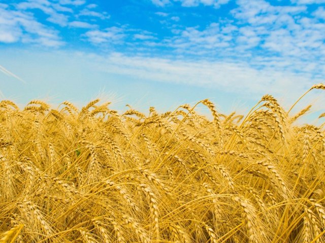 пшеничное поле фото