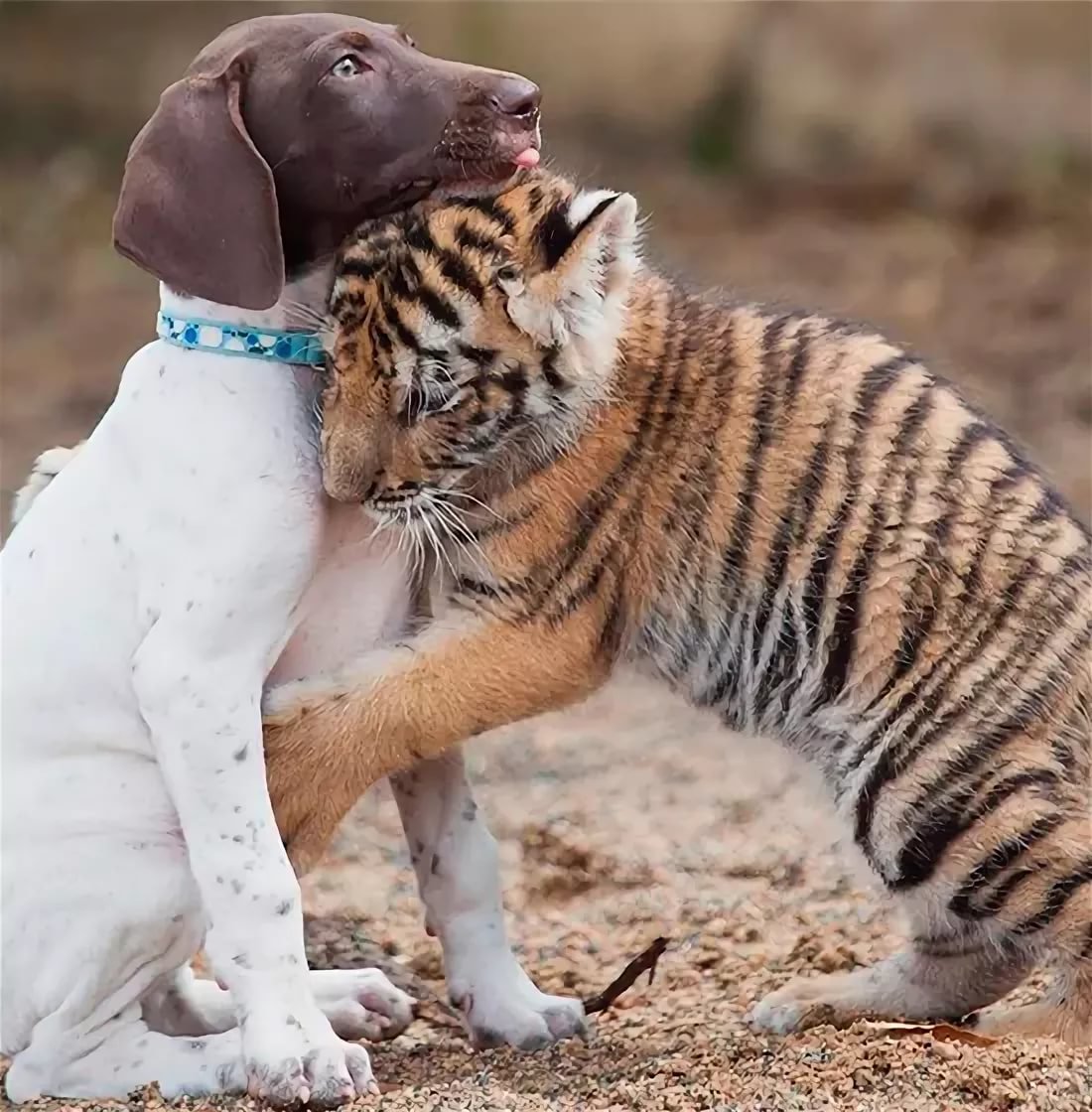 Картинки про дружбу животные