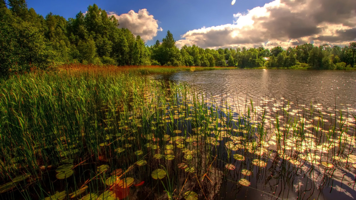 лесное озеро с кувшинками фото