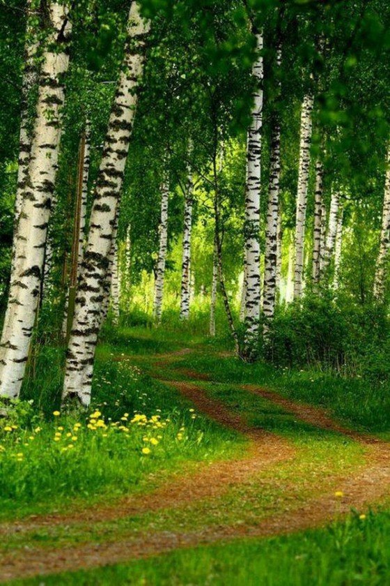 березовая роща фото