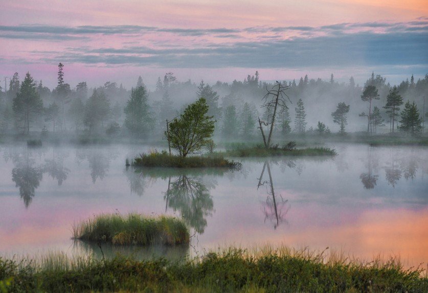 картинка туман на болоте фото