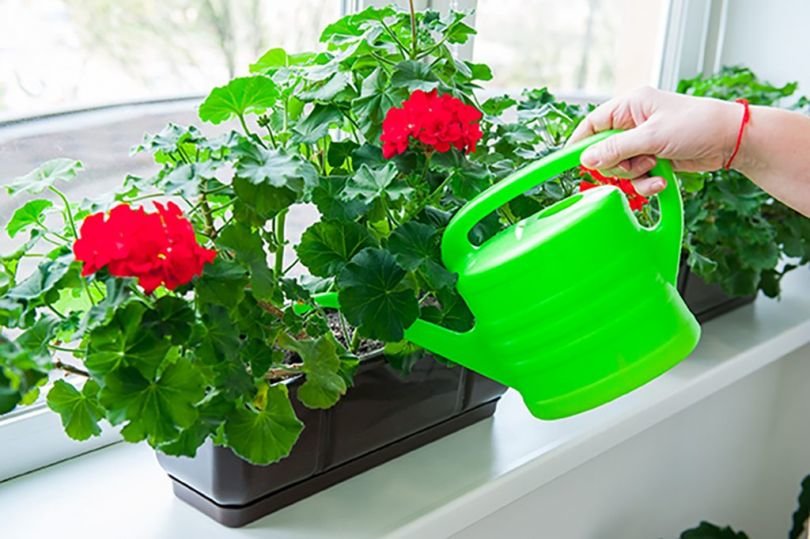 подкормка для растений в домашних условиях