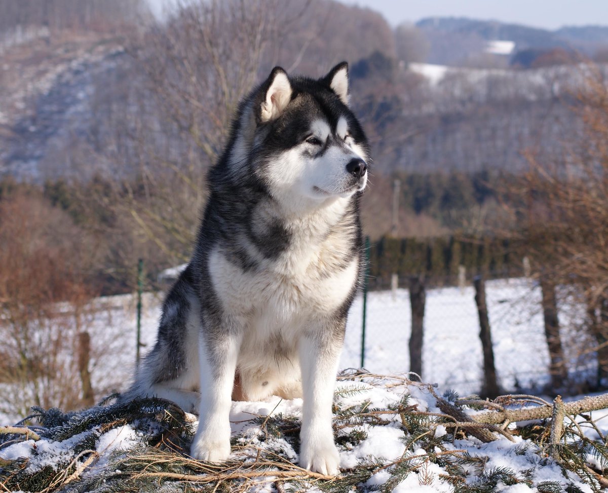 ������ ������ ������� ������ ���� �������� ����������, ��������