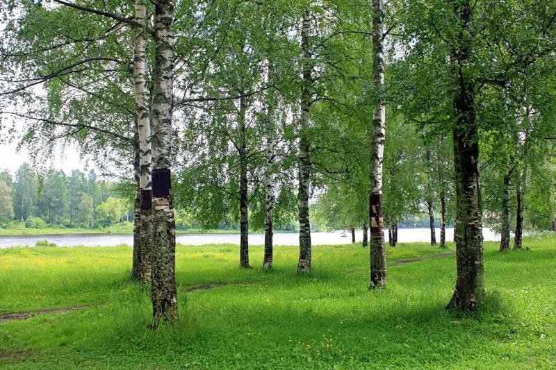 береза фото