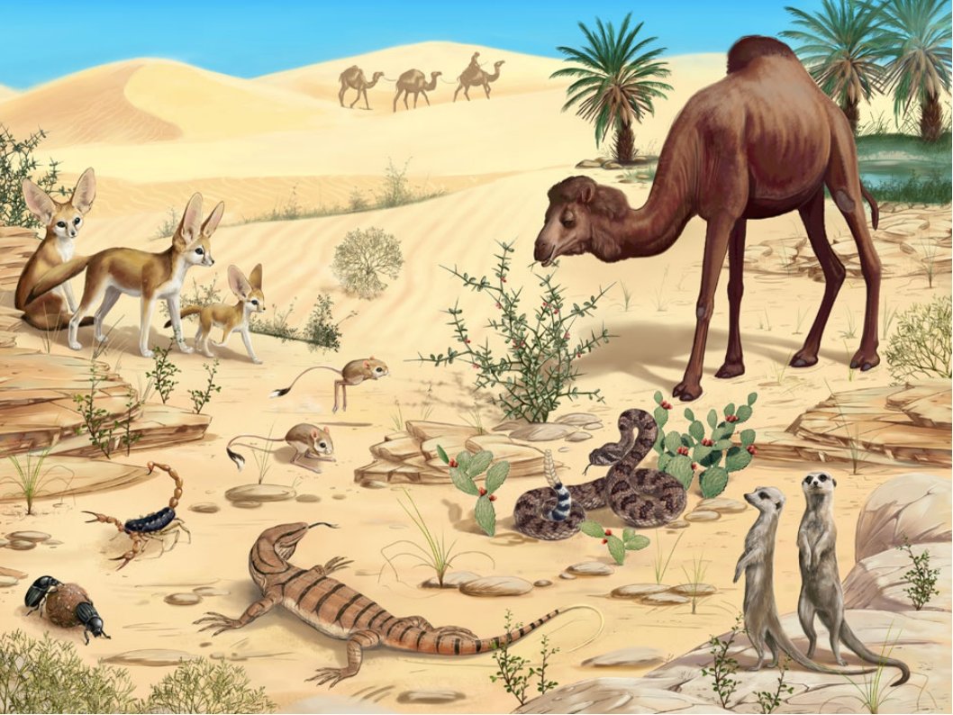 Desert animals for kids