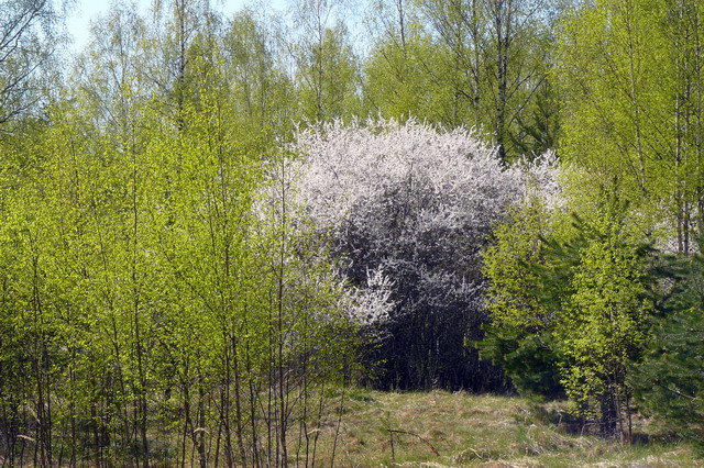 куст черемухи фото