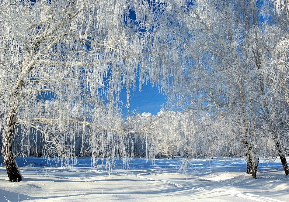 береза зимой фото