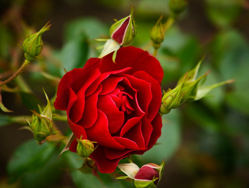 ����� ���������� ������� ��������