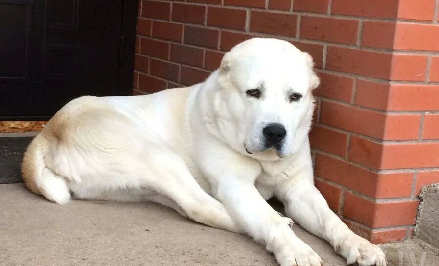 Картинки сао алабай