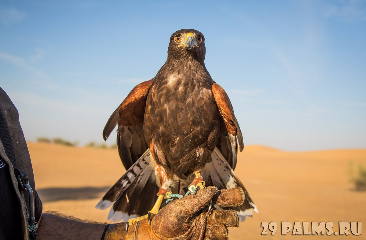 harris hawk фото