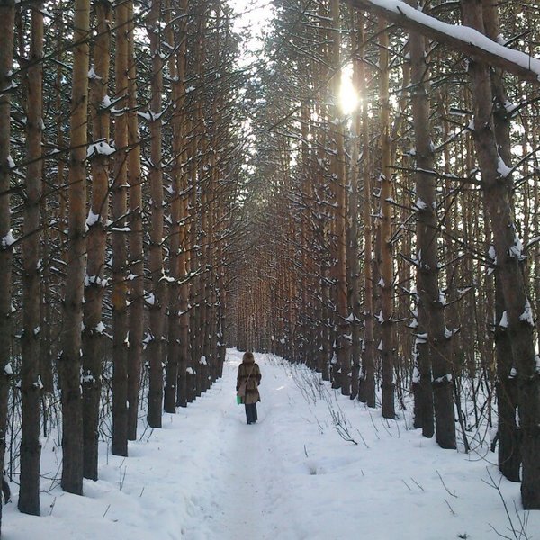 прогулка по лесу зимой фото