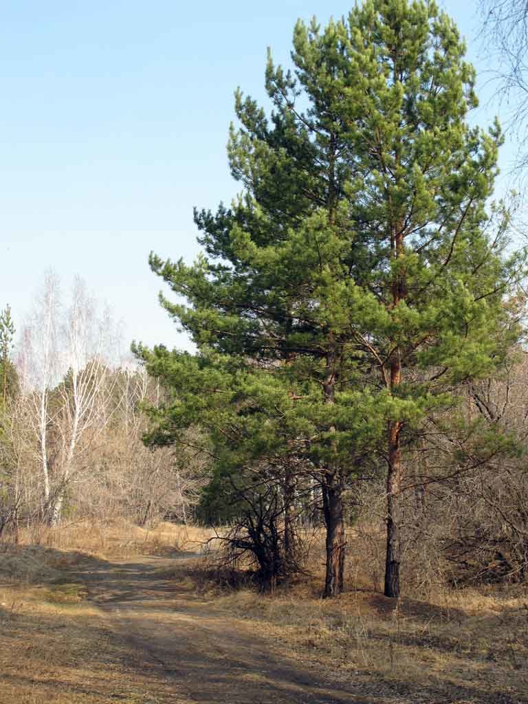 сосна фото