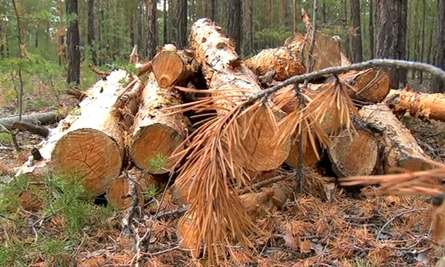 спиленое бревно в бору фото