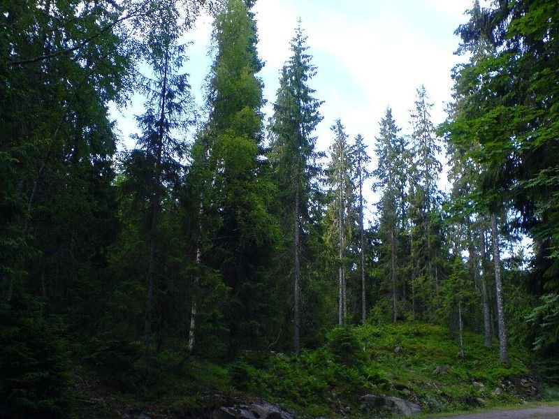 темнохвойный таежный лес фото