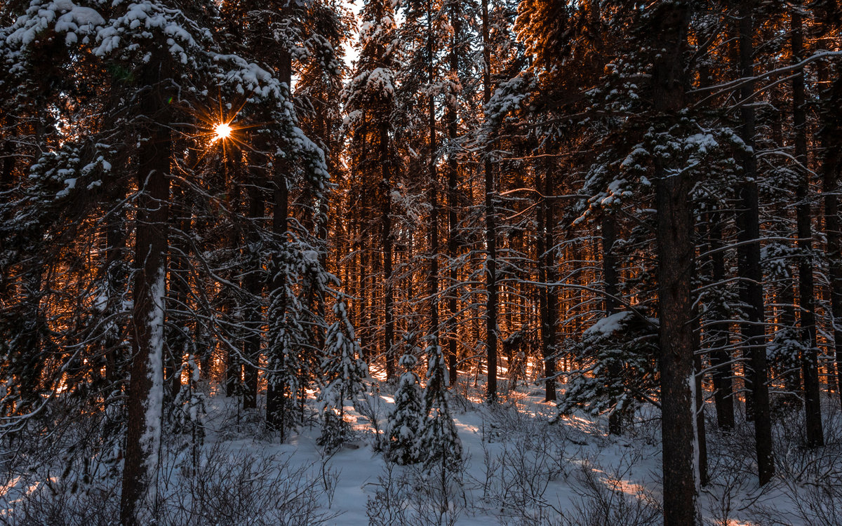 в зимнем лесу фото