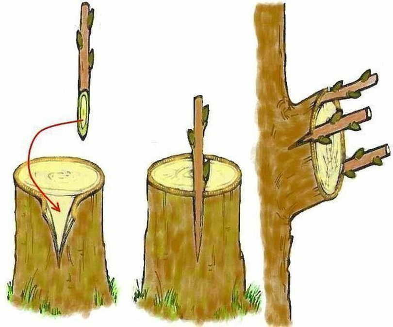 как колировать деревья