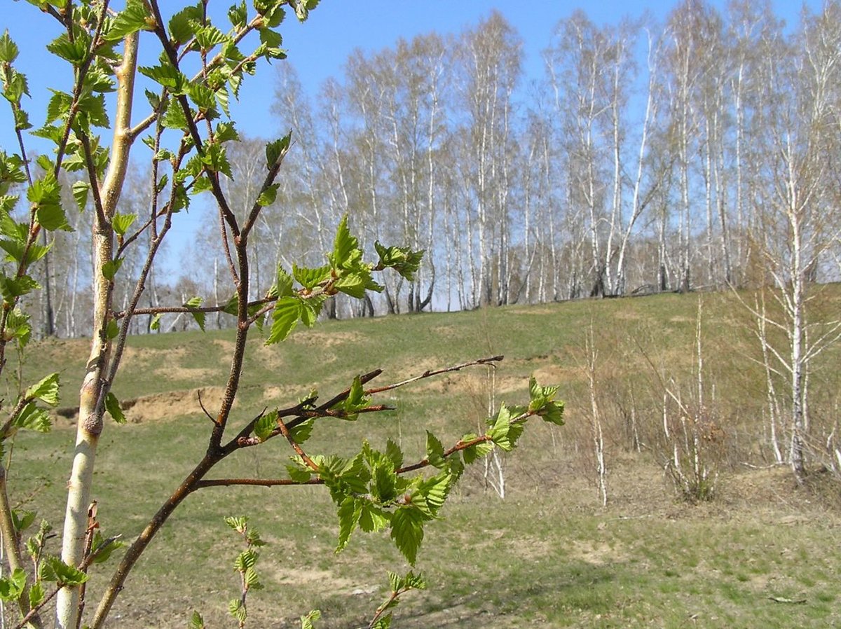 береза весной фото