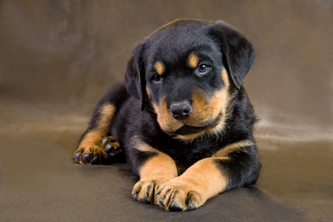 Kandang Anjing Anjing Rottweiler Betina