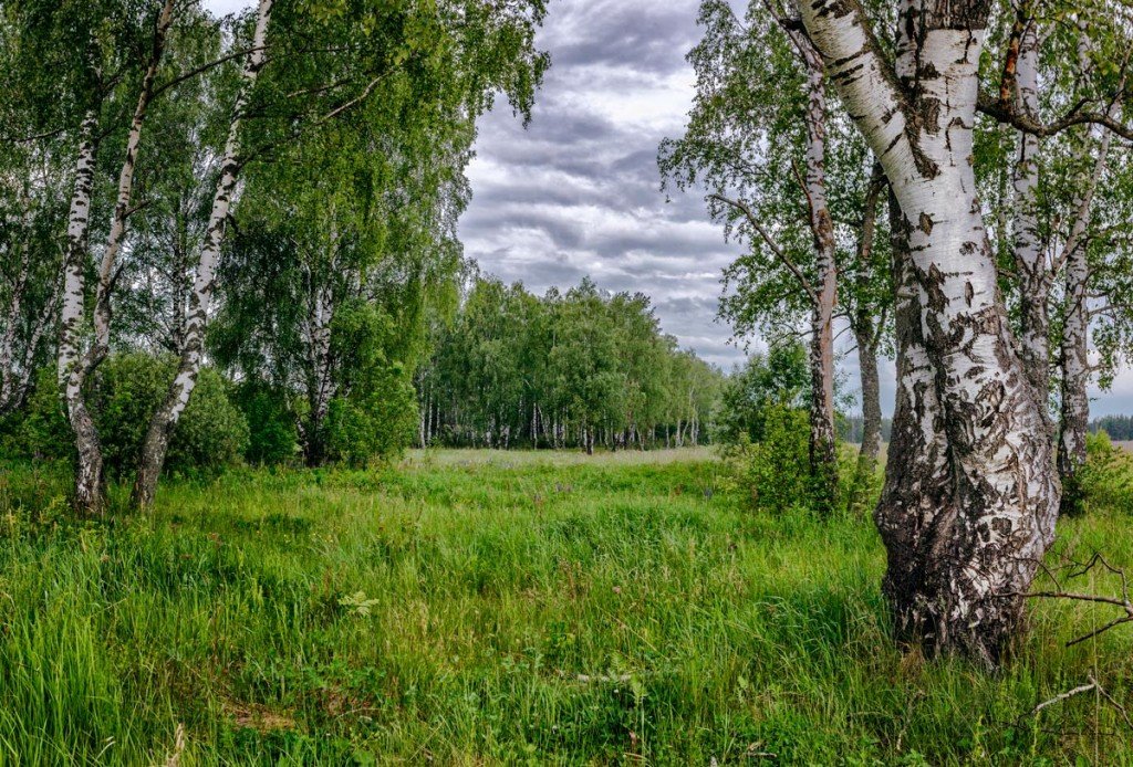 берёзовая роща фото