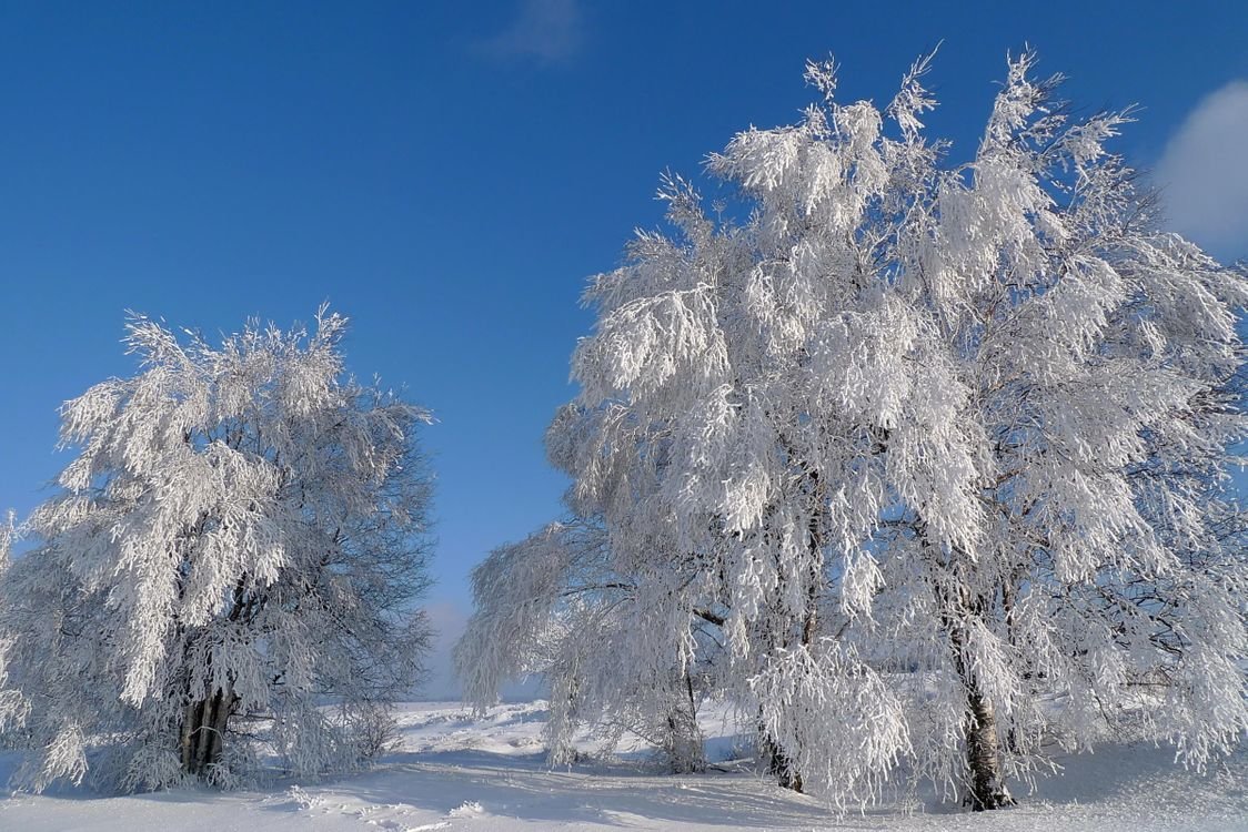 зимнее дерево фото