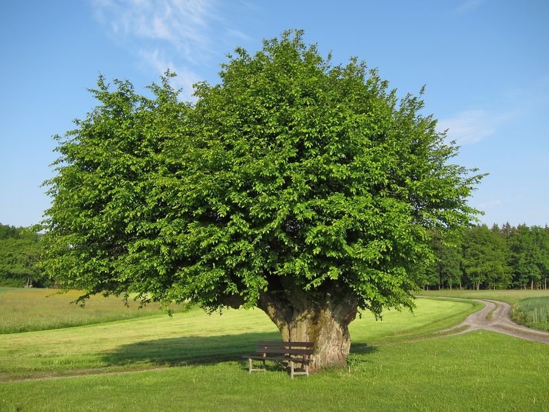 граб лиственное дерево