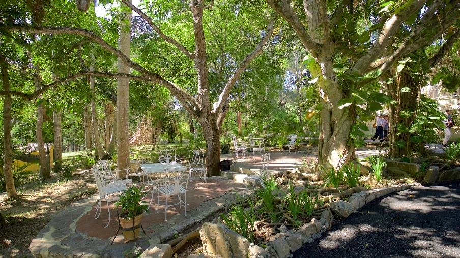 ficus sycomorus фикус сикомора фото