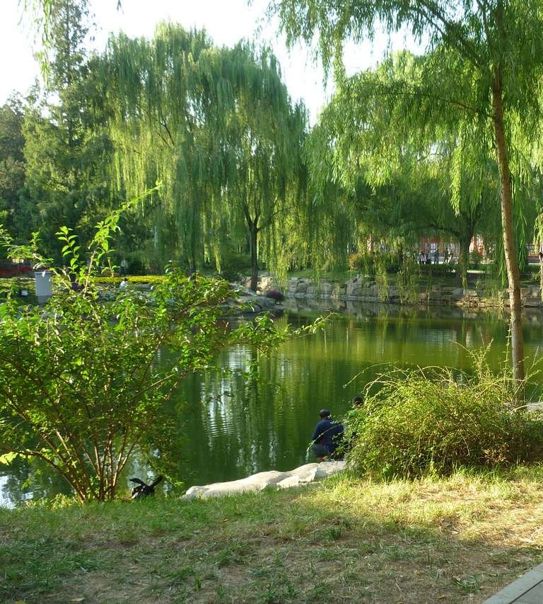 зеленые пруды фото