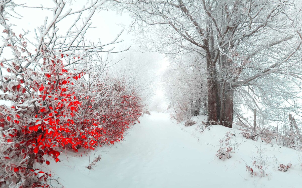 зима снег фото