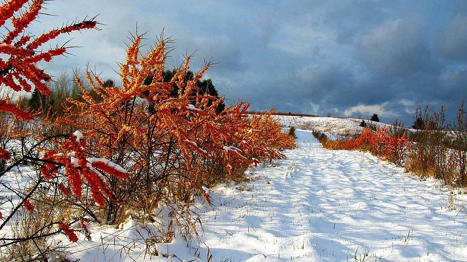 облепиха зимой фото
