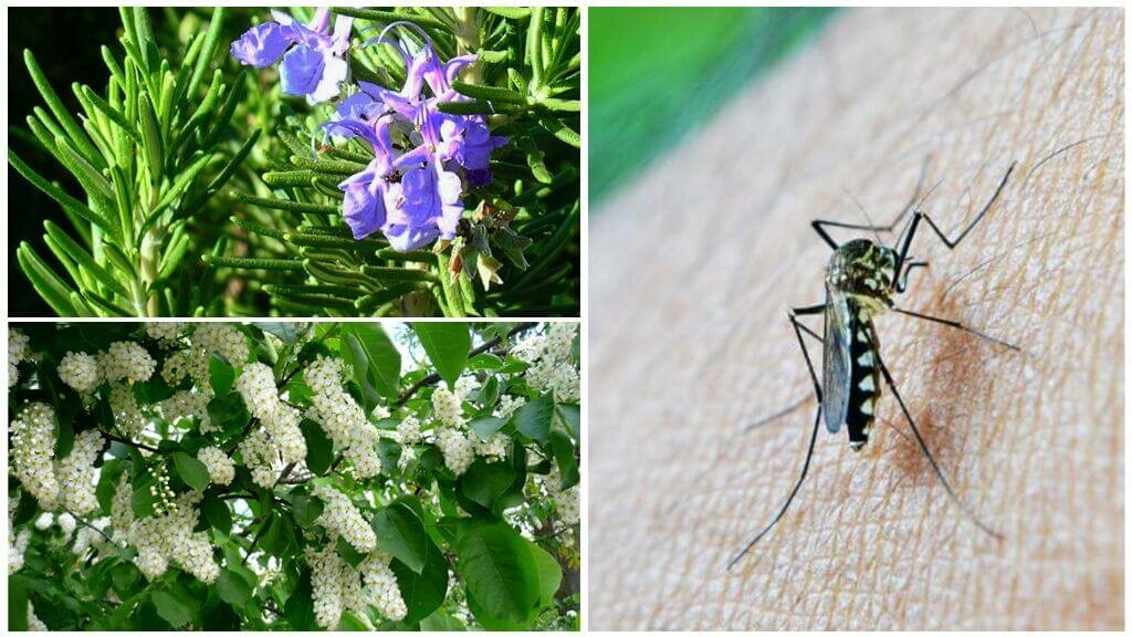растения против мух и комаров