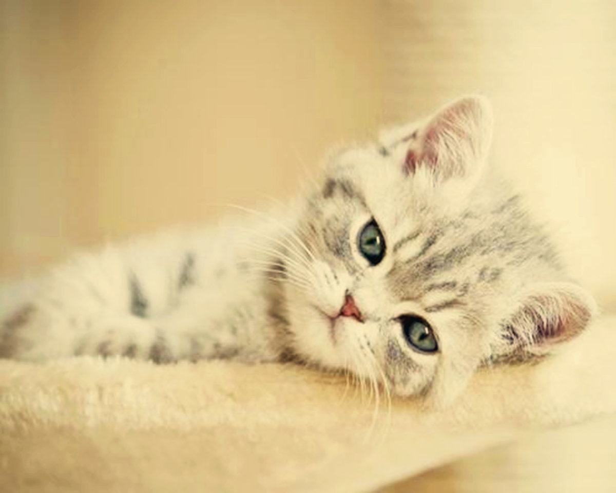 �������� ��� � �������� ������, �����