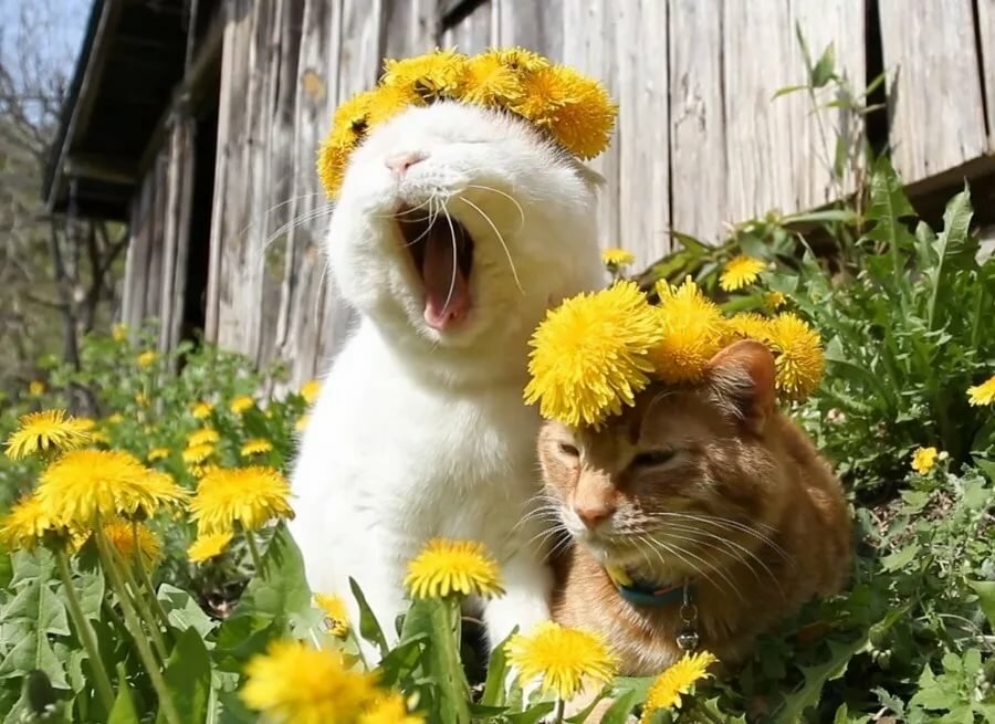 ��� ���, ������ � ������ ����� ���� ��������