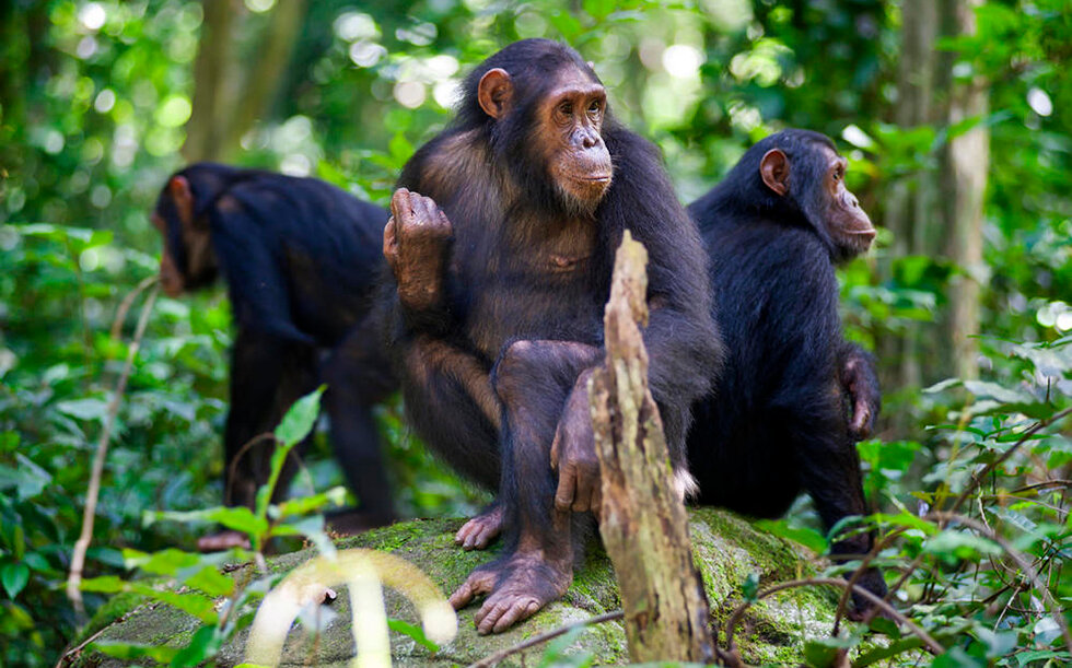 chimpanzee дерутся фото