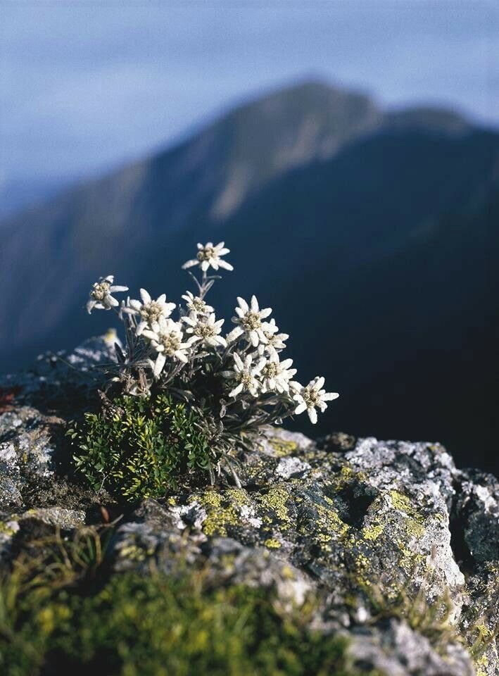 ��������� �������� ����