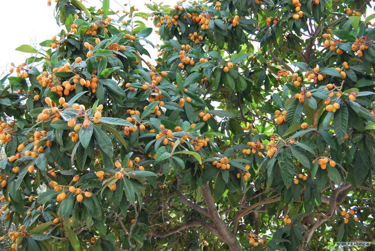 �������� ������� ������� ���� � ��������� ����� ����������� �����