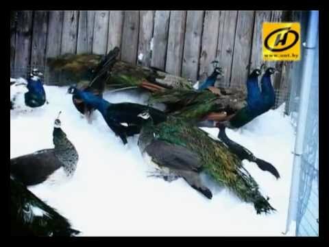голубь павлин фото